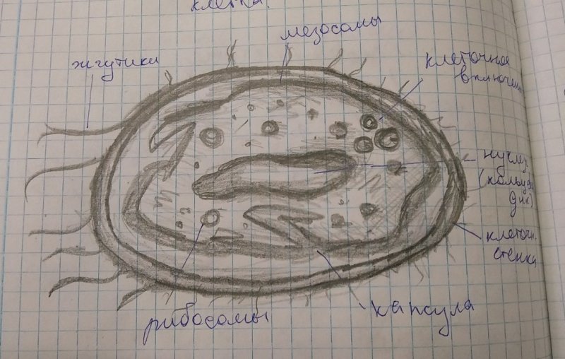 Зарисовать строение клетки