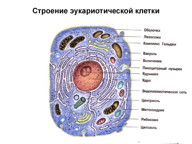 Основные структуры эукариотической клетки