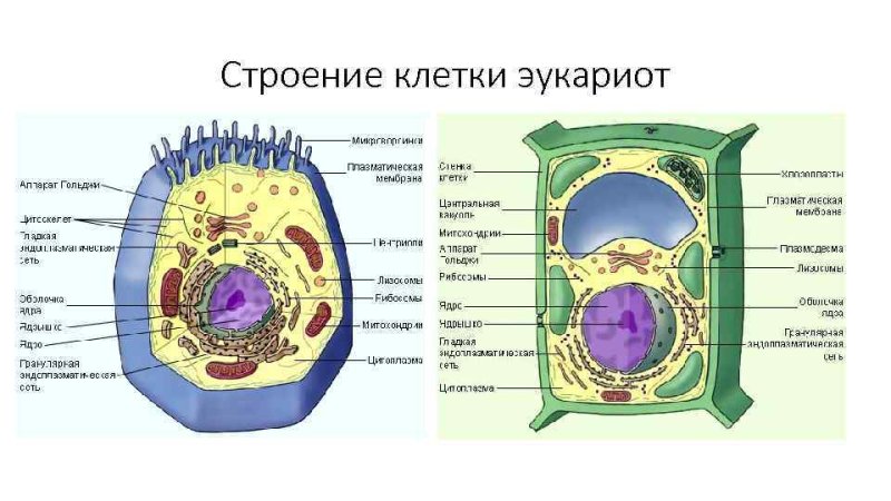 Растения эукариоты строение клетки