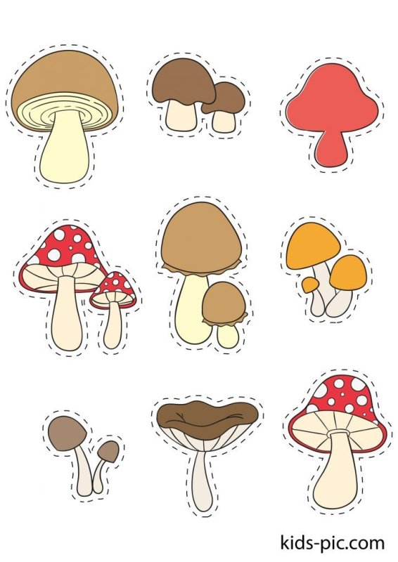 «Грибы для белки» (Комарова, с.36)