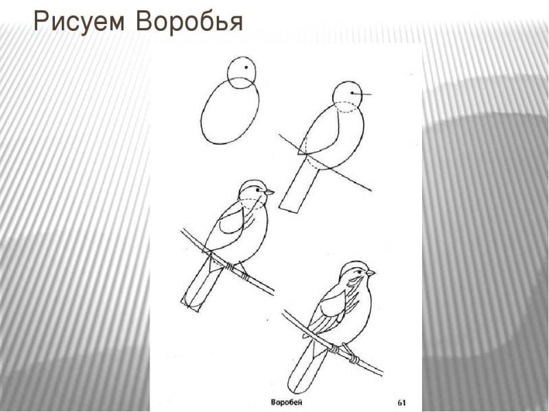 Этапы рисования птиц детям