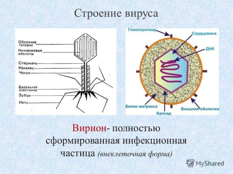 Строение вируса биология 10
