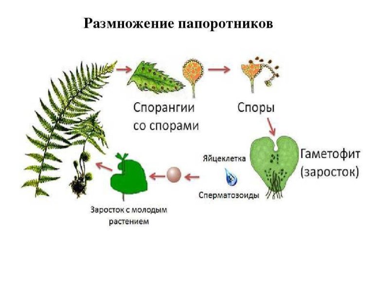 Папоротники строение и размножение
