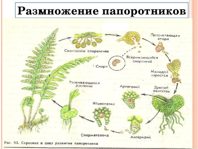 Размножение папоротника орляка схема