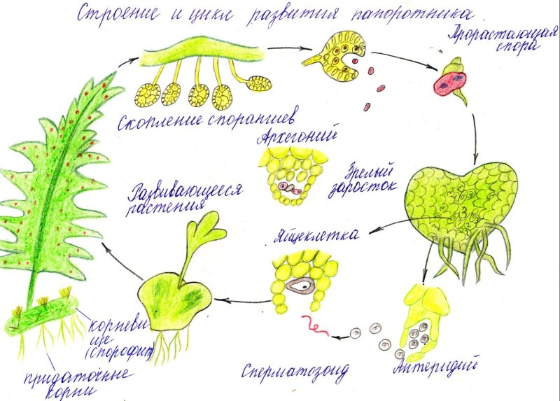 Цикл развития папоротника схема 7 класс