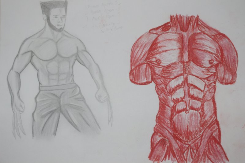 Мышцы рисунок