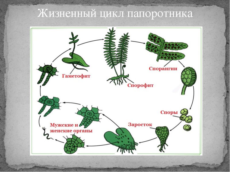 Бесполое размножение папоротников схема