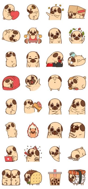 Кавай Мопс Puglie