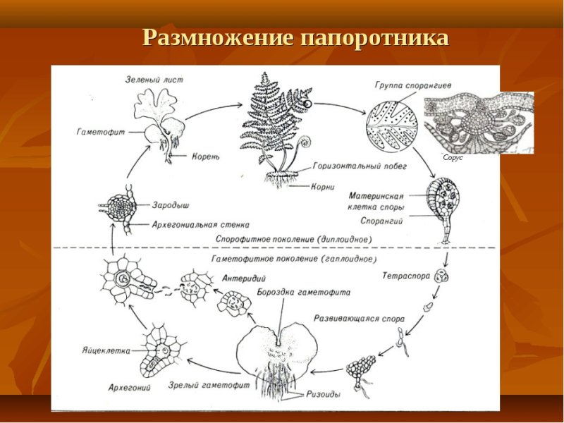 Цикл размножения папоротников схема