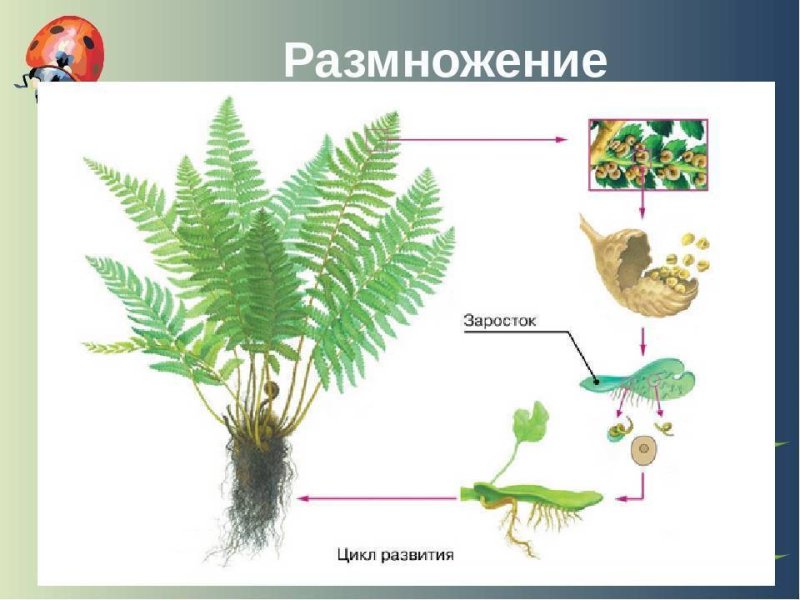 Размножение папоротников 7