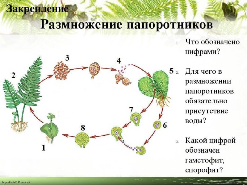 Схема размножения папоротников 6 класс биология