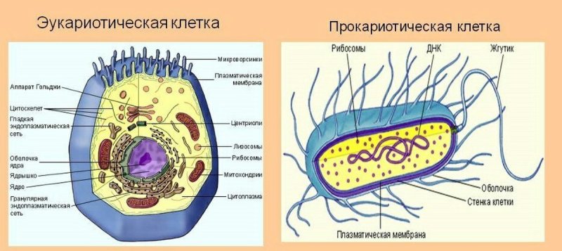 Структура клетки эукариот