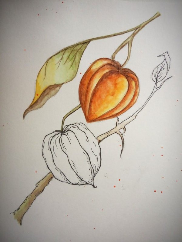 ботаническая живопись физалис