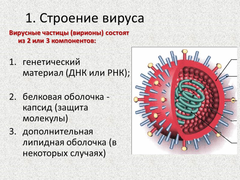 Строение вирусов клетки Вирион