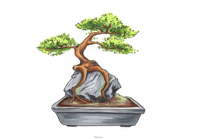 Бонсай Екай