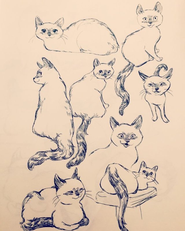 Кот скетч