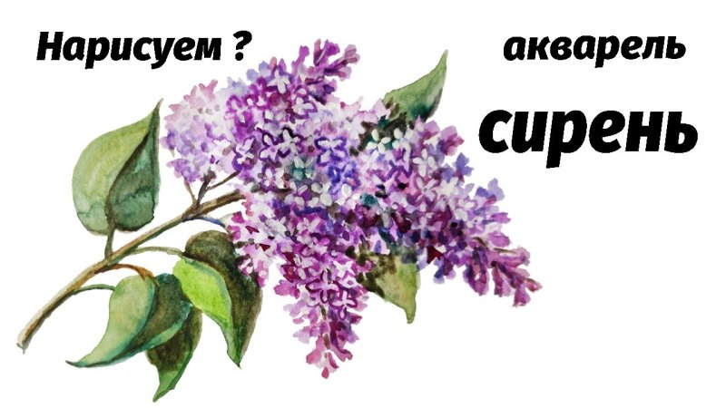 Веточка сирени акварель