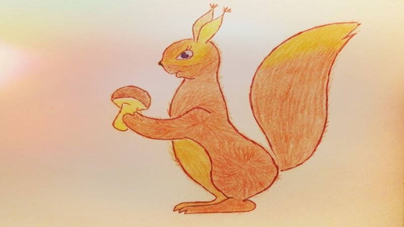 Рисунок белки