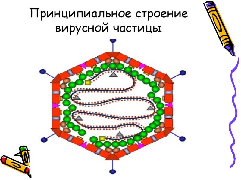 Строение вириона