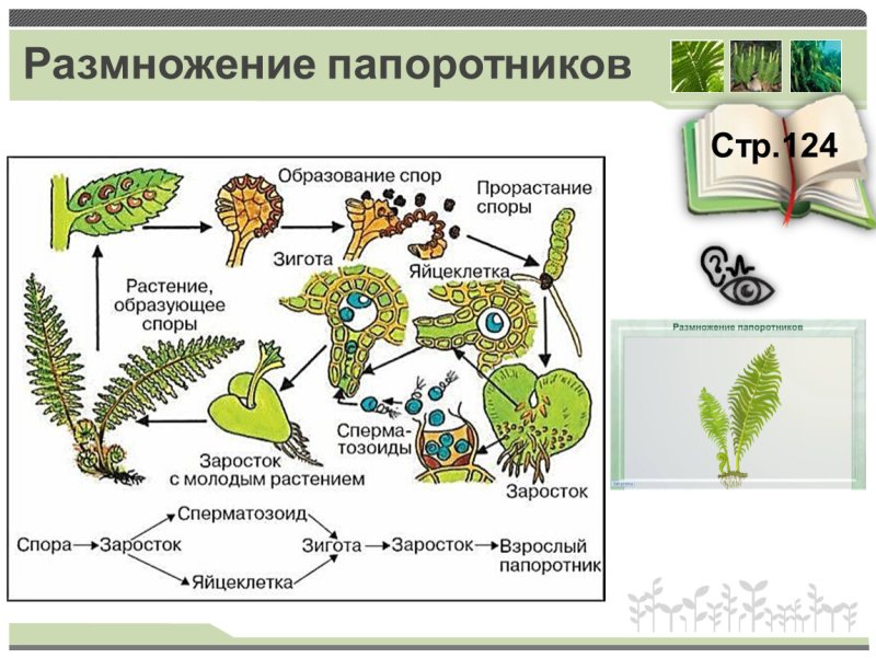 Размножение папоротников схема