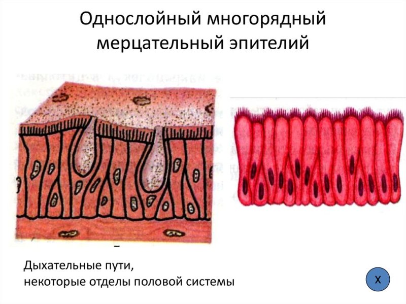 Однослойный многорядный мерцательный эпителий