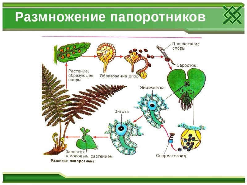 Размножение папоротников схема