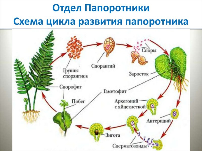 Жизненный цикл папоротника орляка