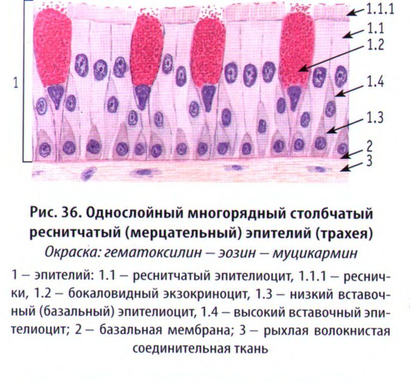 Однослойный многорядный мерцательный (реснитчатый) эпителий