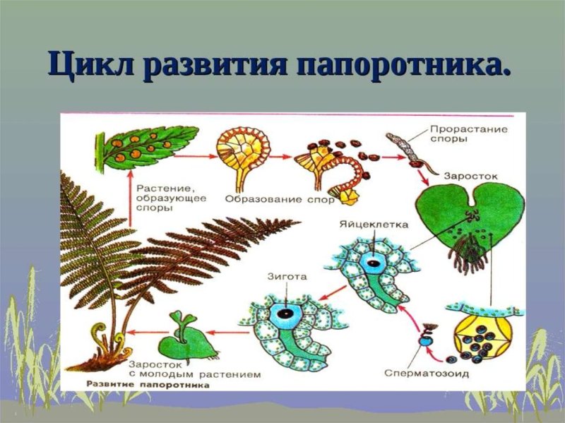 Жизненный цикл развития папоротника схема