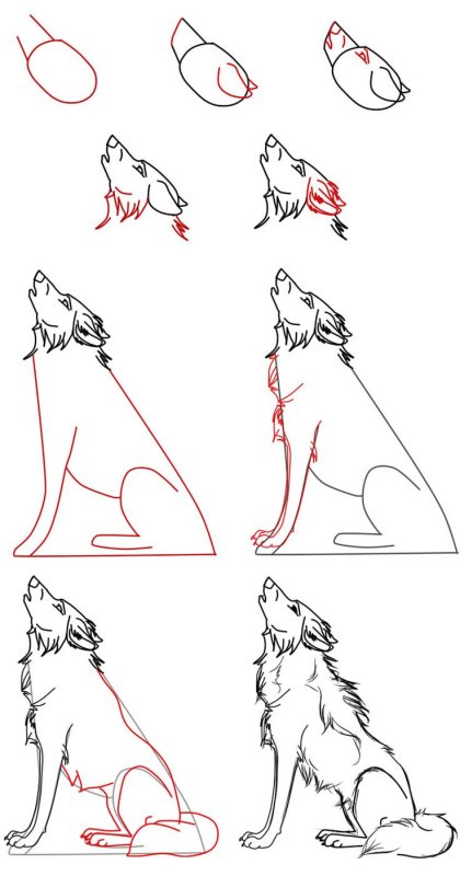 Как нарисовать волка