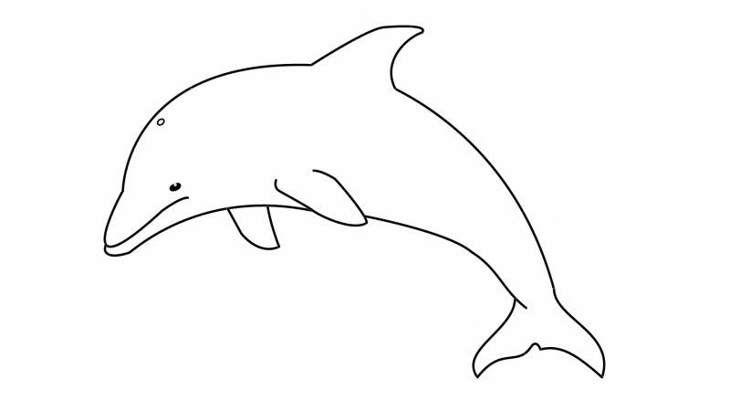 Дельфины рисунки карандашом для срисовки