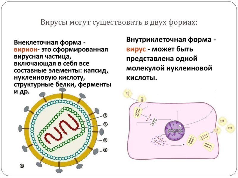 Внеклеточные и внутриклеточные вирусы