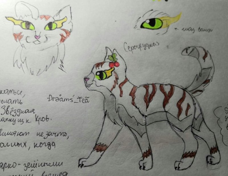 Кот воитель рисунок