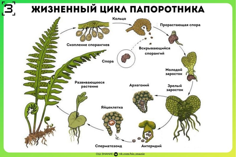 Жизненный цикл папоротника схема