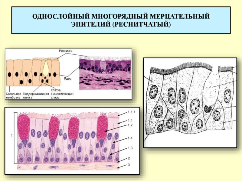 Однослойный многорядный мерцательный эпителий