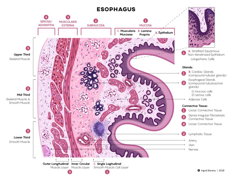 Кандидоз пищевода гистология