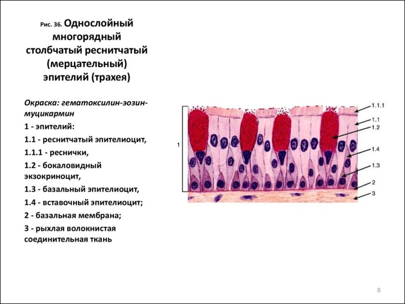 Однослойный многорядный столбчатый мерцательный эпителий