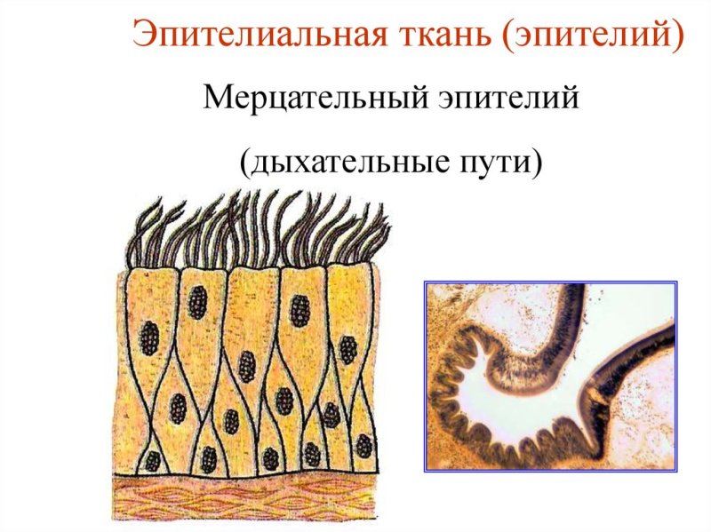 Однослойный мерцательный эпителий рисунок