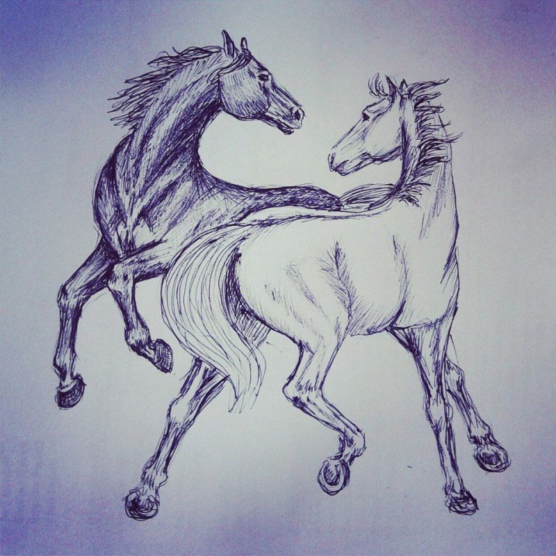 Лошадь рисунок карандашом