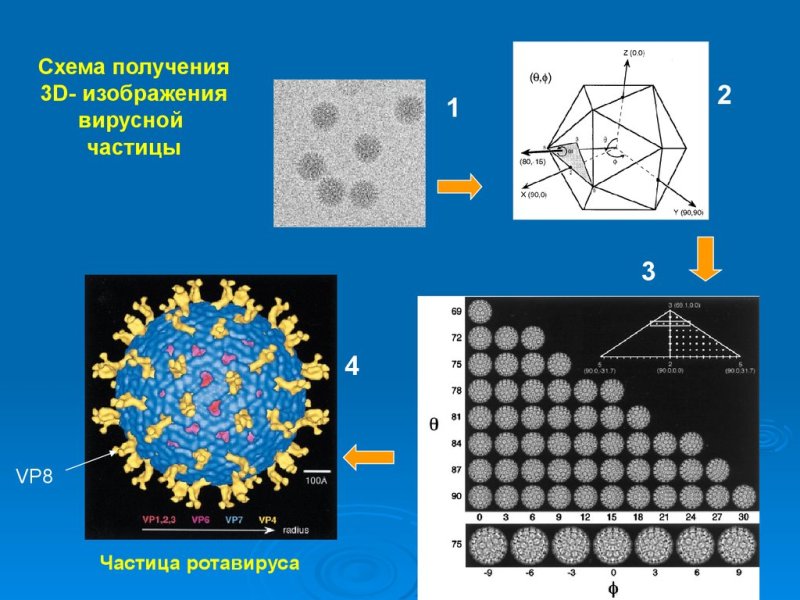 Вирусная частица рисунок