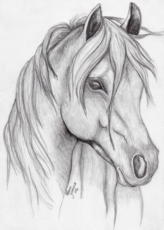 Лошадь рисунок