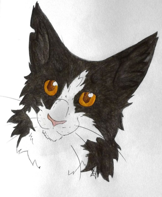 Коты Воители Звёздный Луч