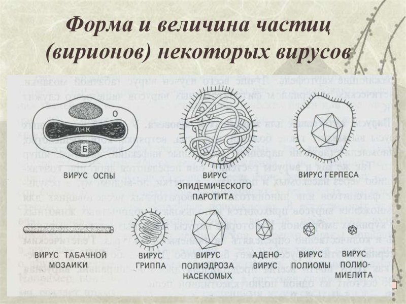Разнообразные формы вирусов