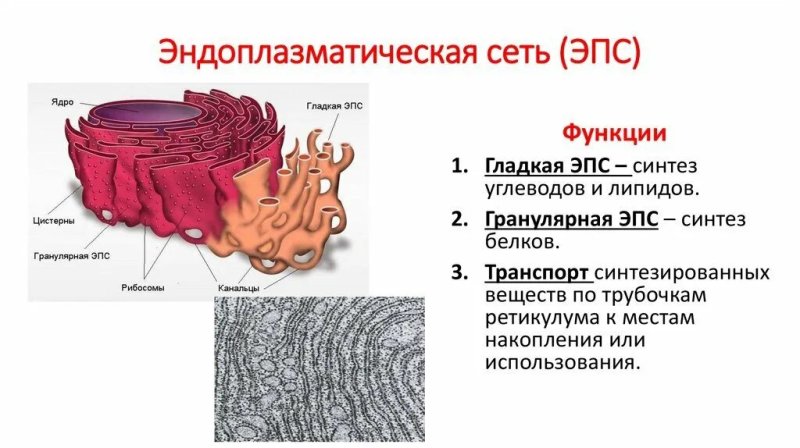 Эндоплазматическая сеть ретикулум функции