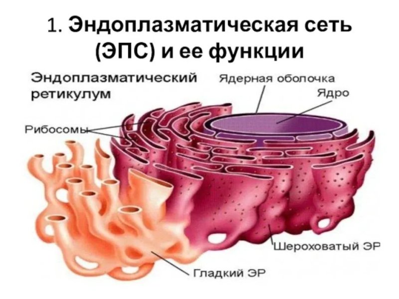 Гладкая эндоплазматическая сеть строение и функции