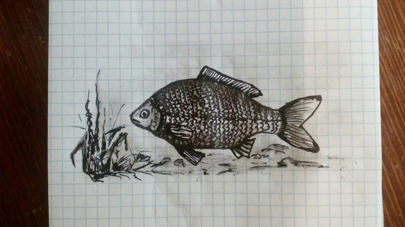 Карась для срисовки