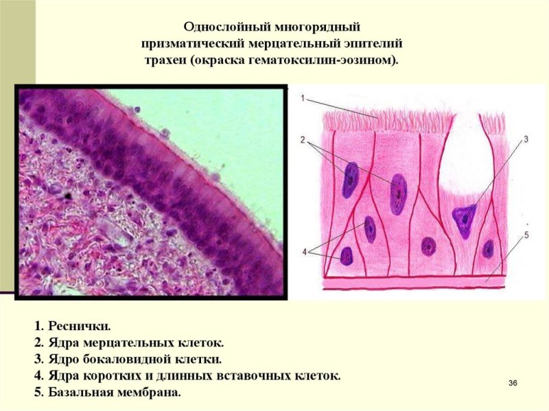 Однослойный призматический реснитчатый эпителий