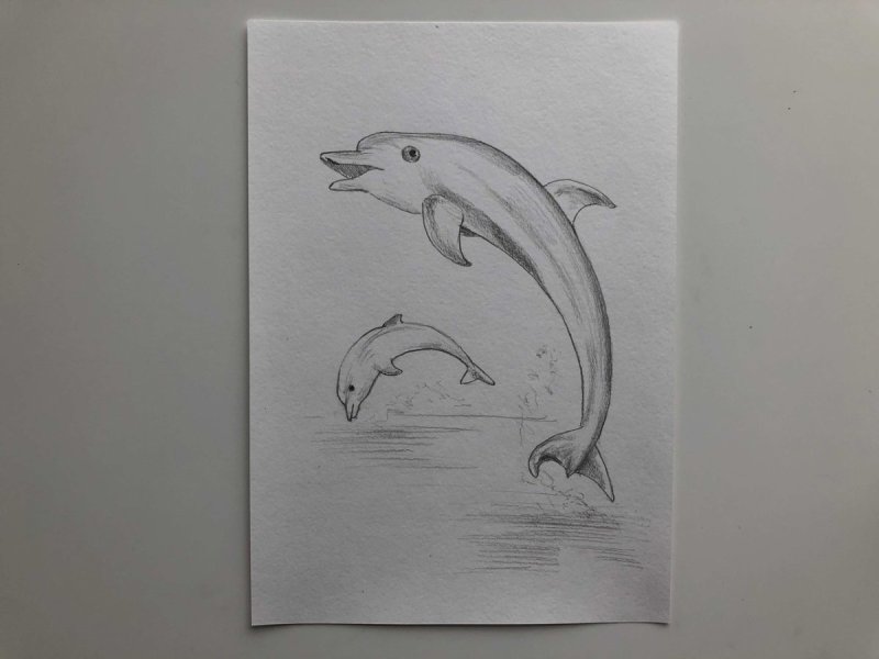 Дельфин рисунок карандашом
