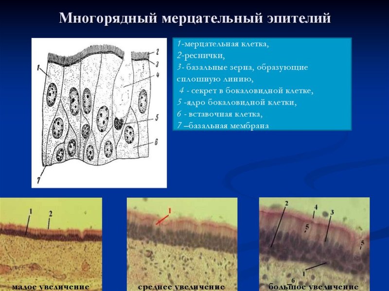 Однослойный многорядный мерцательный эпителий трахеи