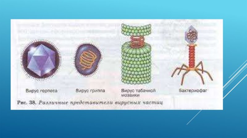 Строение вируса 5 класс биология